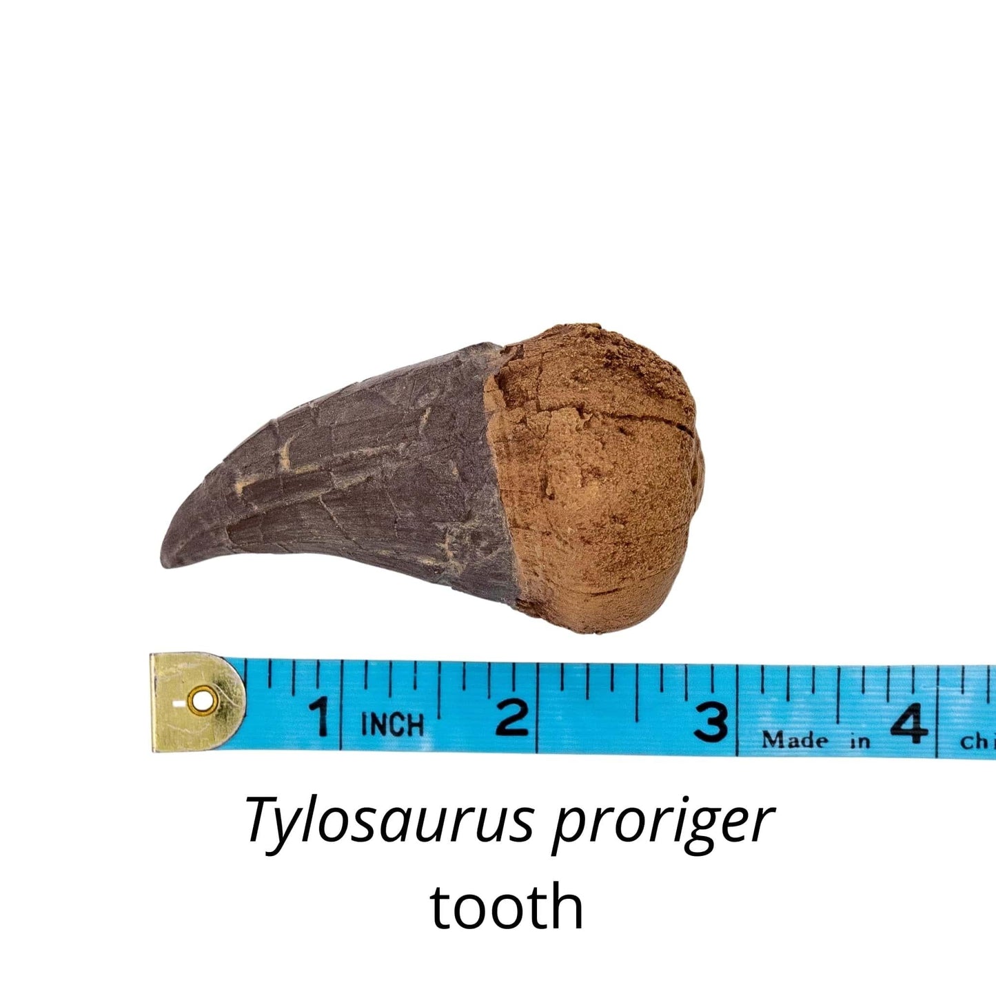 Marine Marauders Crate - Fossil Crates Megalodon tooth cast