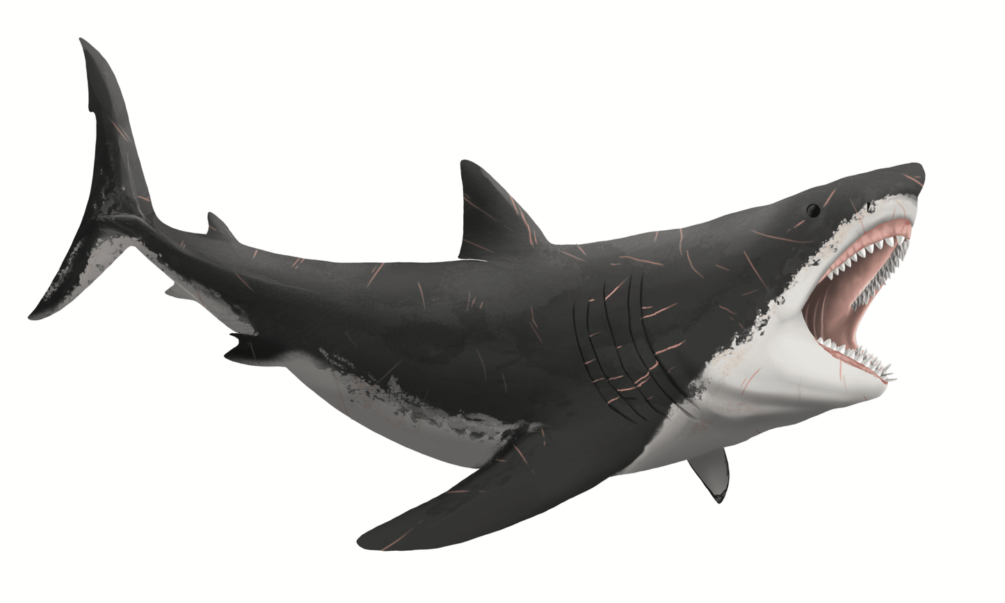 Marine Marauders Crate - Fossil Crates Megalodon tooth cast
