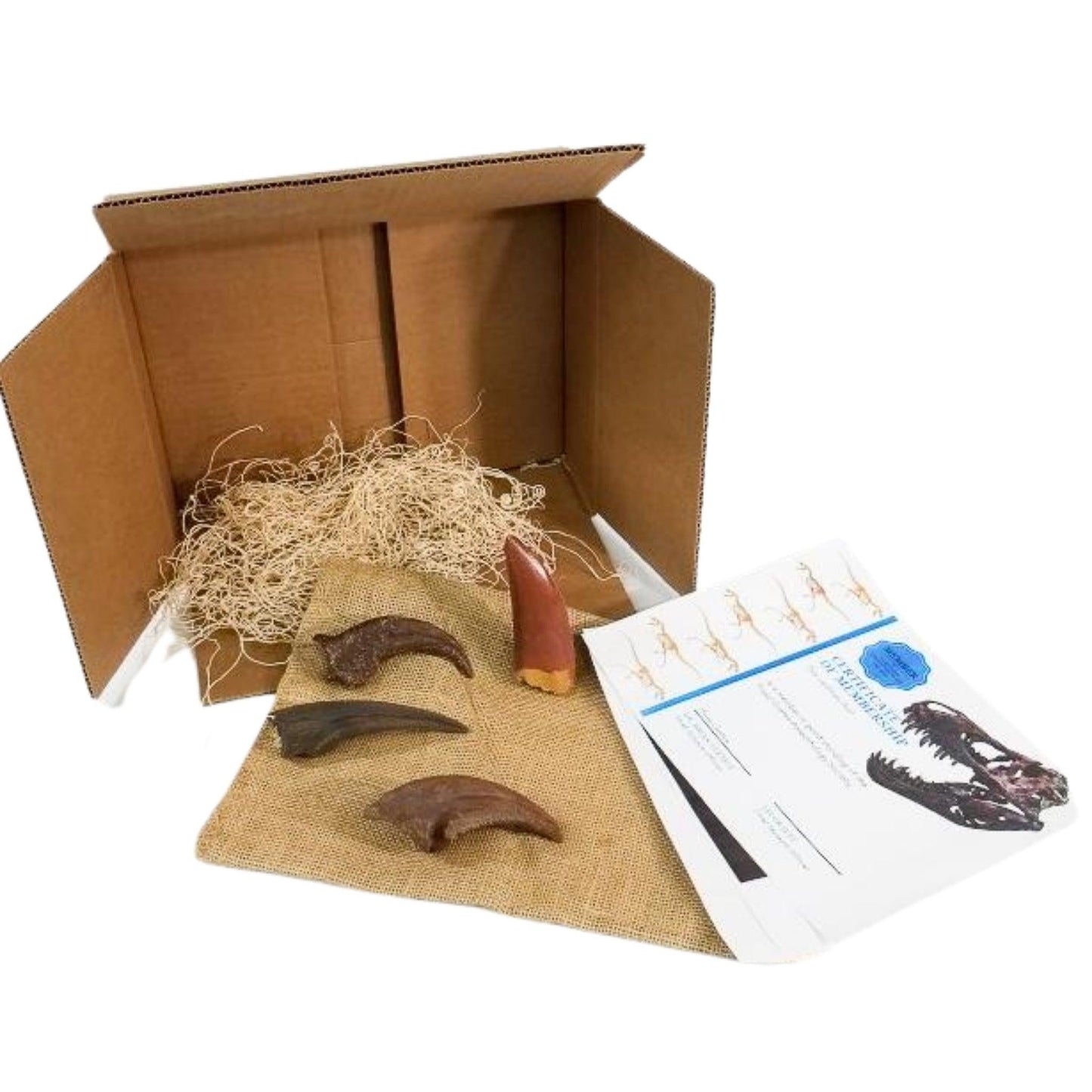 Mesozoic Monsters Crate - Fossil Crates