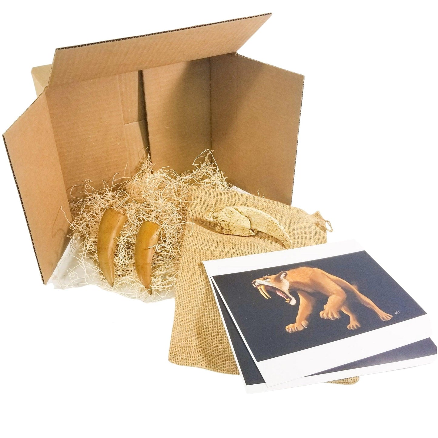 Smilodon vs Megalonyx Crate - Fossil Crates Smilodon Sabers