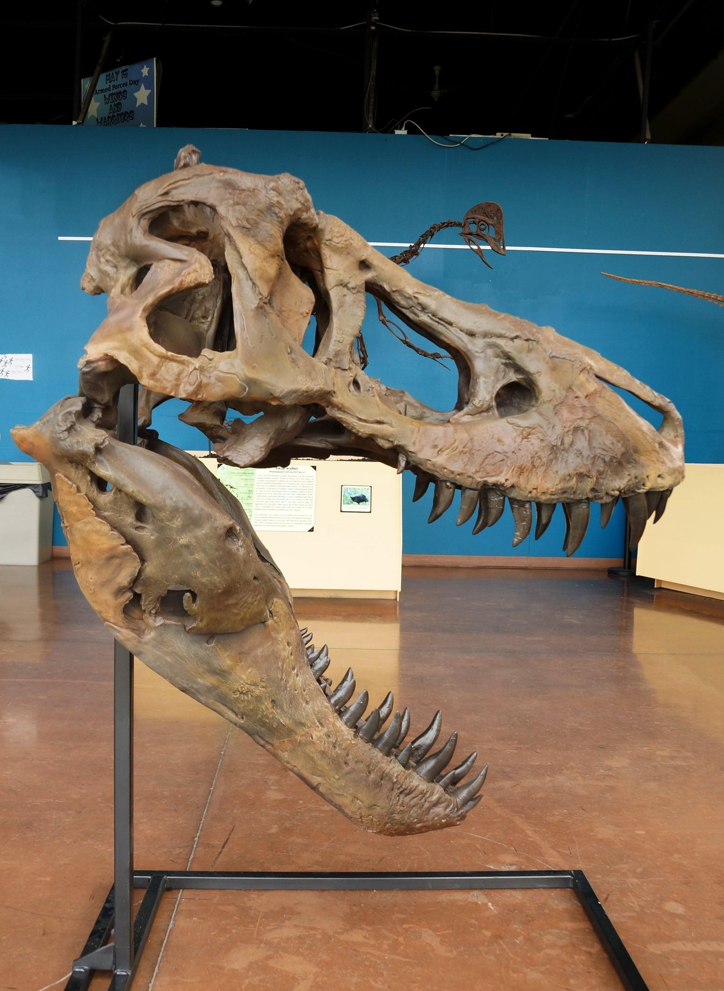 T. rex Life-Size Skull Cast for Sale by Fossil Crates