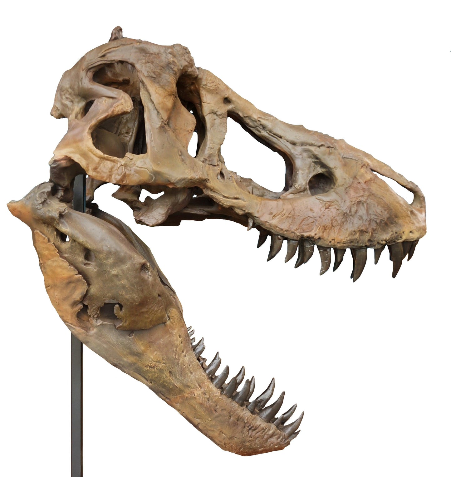 Tyrannosaurus rex Life-Size Skull Cast for Sale by Fossil Crates