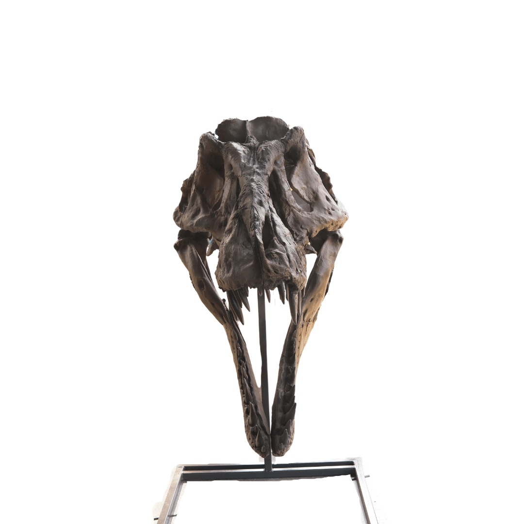 Tyrannosaurus rex, T. rex, Life-Size Skull Cast for Sale by Fossil Crates