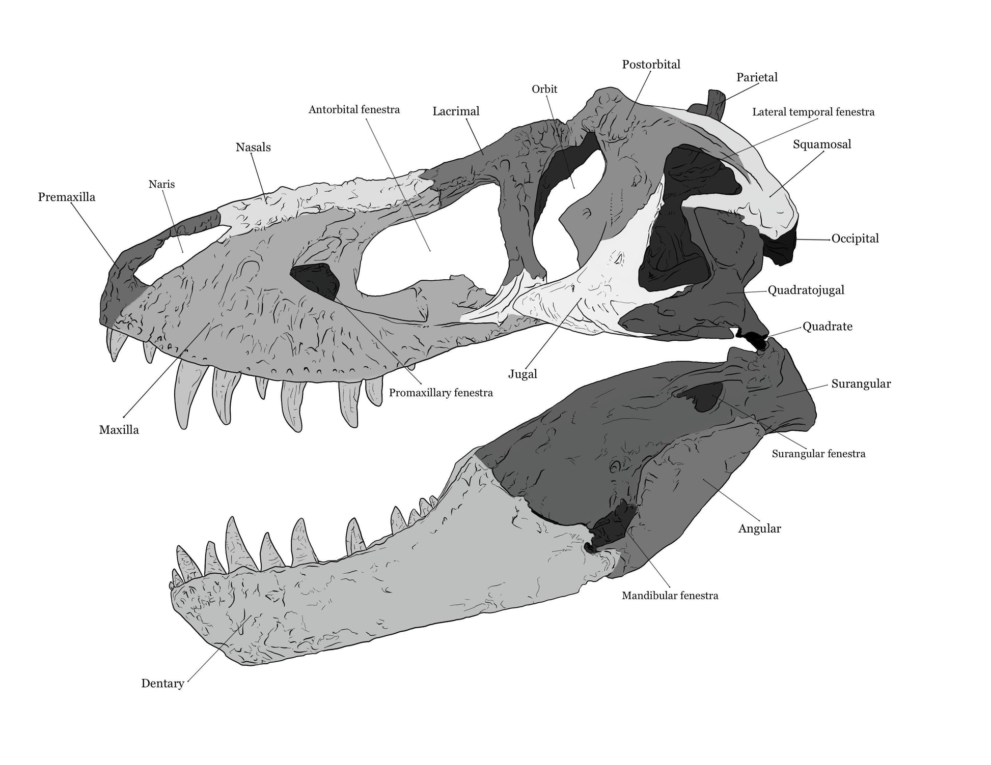 Diagram of Tyrannosaurus rex skull anatomy