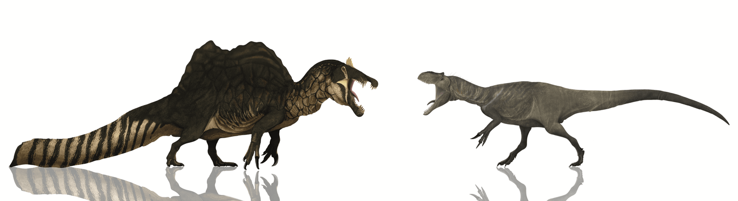 Ultimate Spinosaurus vs Allosaurus Crate - Fossil Crates Dinosaur teeth and claw casts