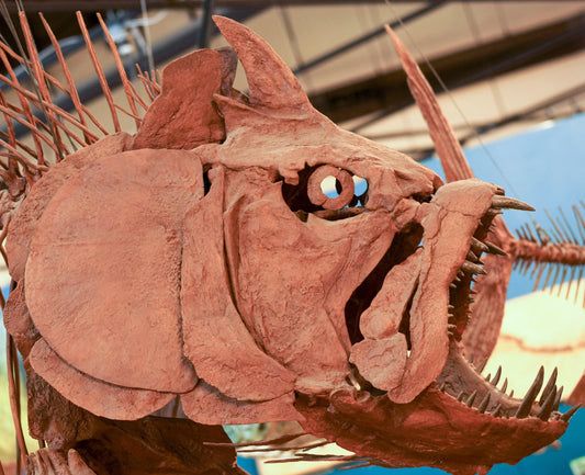 Xiphactinus Skull Cast, the Bull Dog Fish, for Sale by Fossil Crates