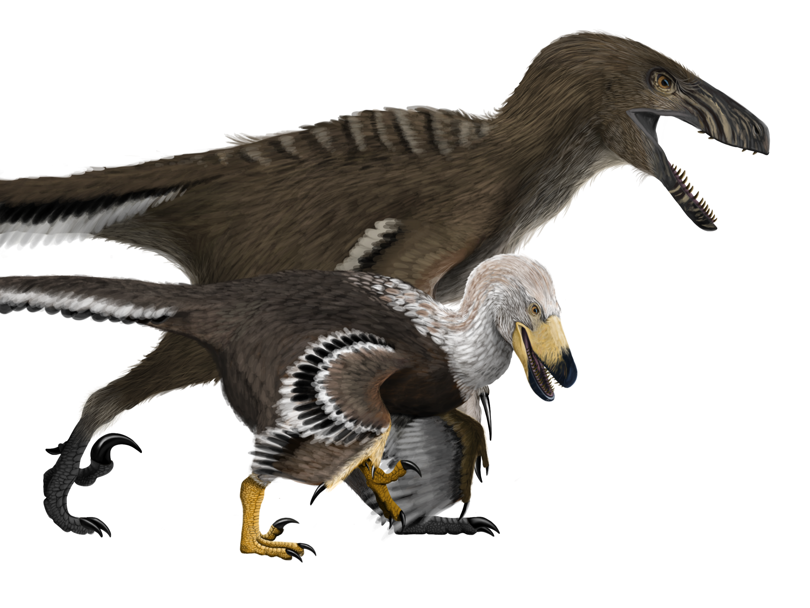 Dog Vs Raptor Pack Hunting Raptors - What is the evidence? – Fossil Crates
