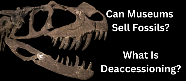 Museums Selling Fossils Can't Be Legal... Can It?