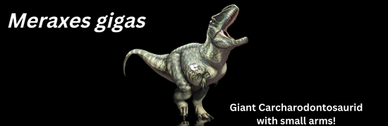 Meraxes gigas - giant carcharodontosaurid with small arms! - Fossil Crates