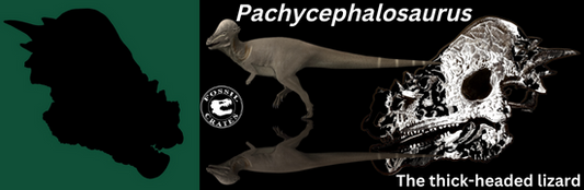 Pachycephalosaurus, the thick-headed lizard - Fossil Crates