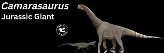 Camarasaurus, Jurassic Giant - Fossil Crates