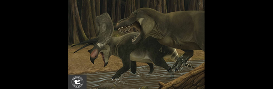 Triceratops Torosaurus Tyrannosaurus rex battle