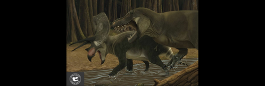 Triceratops Torosaurus Tyrannosaurus rex battle