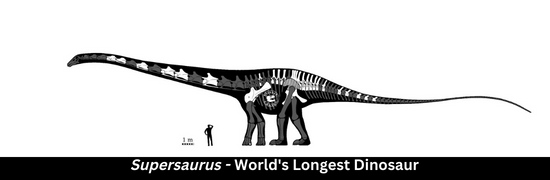 Supersaurus - world's longest dinosaur - Fossil Crates