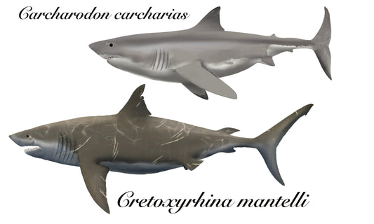 Cretoxyrhina mantelli, gigantic warm-blooded shark!