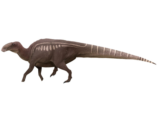 Edmontosaurus: Duck Bill Supreme - Fossil Crates