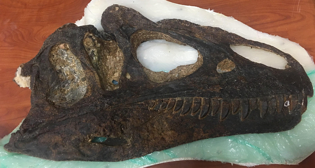Allosaurus fragilis, one of the largest Late Jurassic Carnivores! - Fossil Crates