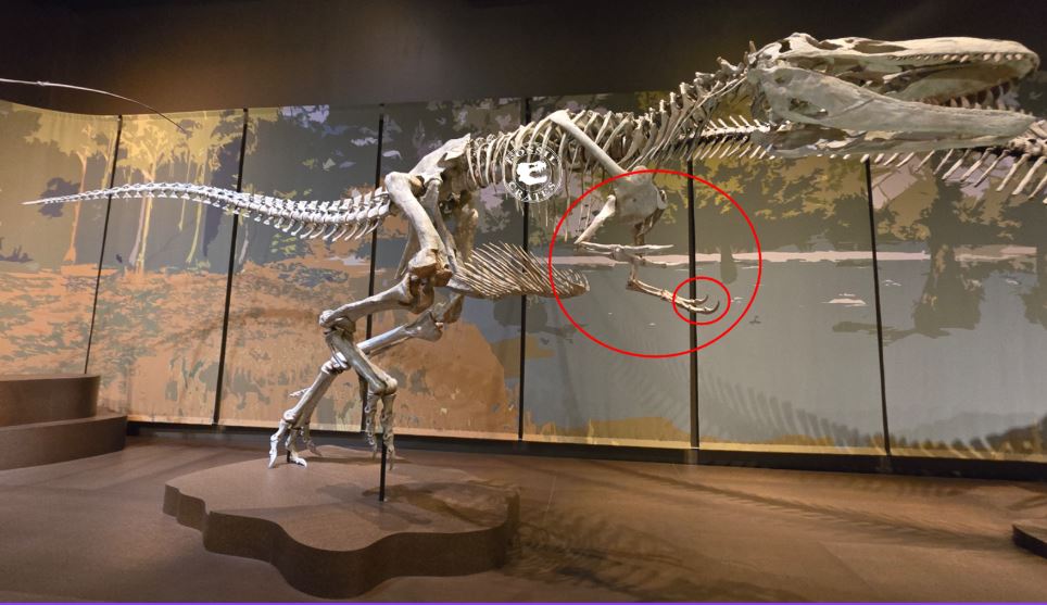 Appalachiosaurus, Arm Length, and Matrices