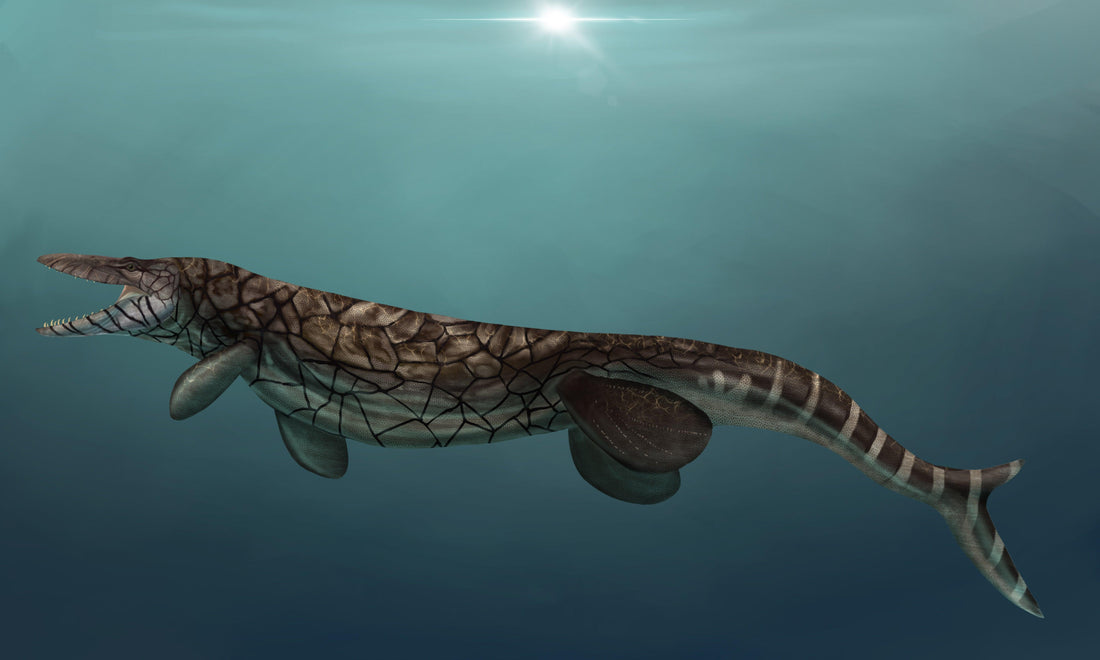 Tylosaurus proriger, Giant Marine Reptile in Kansas! - Fossil Crates