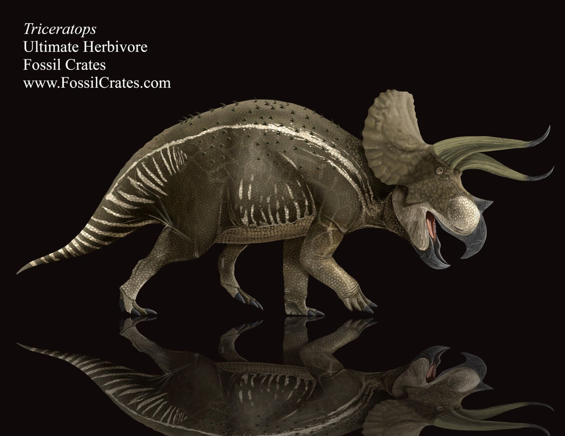 Ultimate Herbivores: Triceratops!  Fun Facts about our Frilly Friend