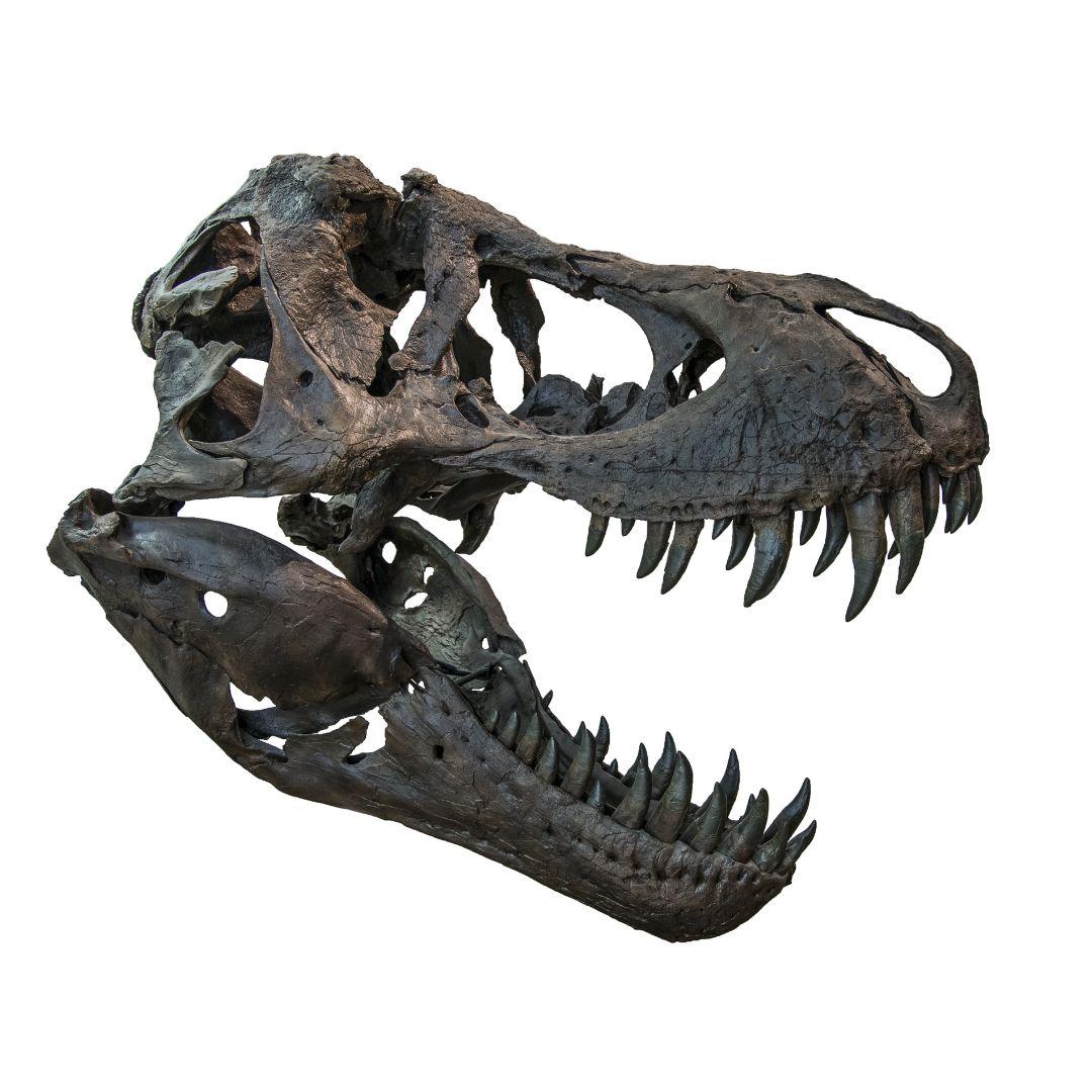 Tyrannosaurus rex