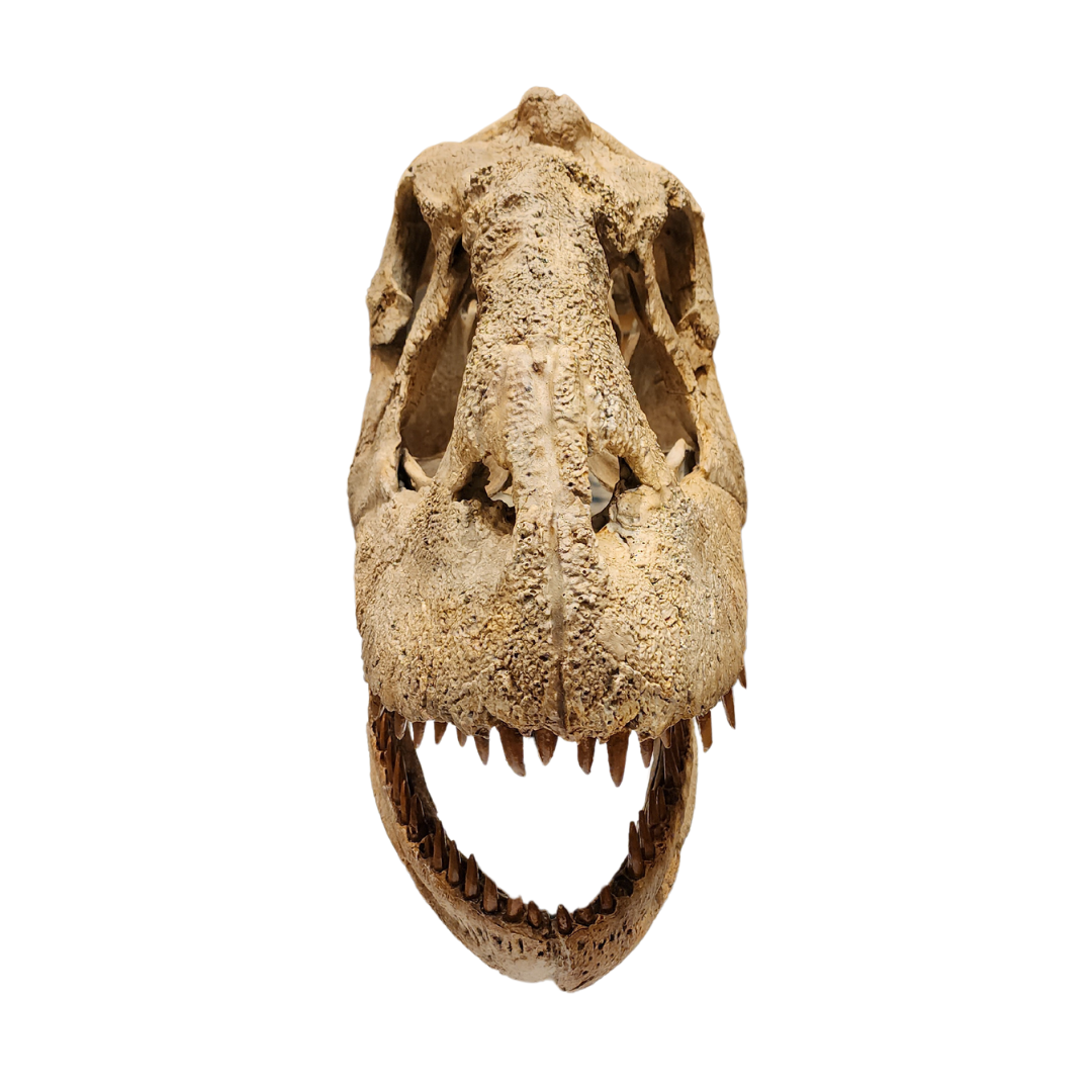 Majungasaurus Life-Size Skull Cast