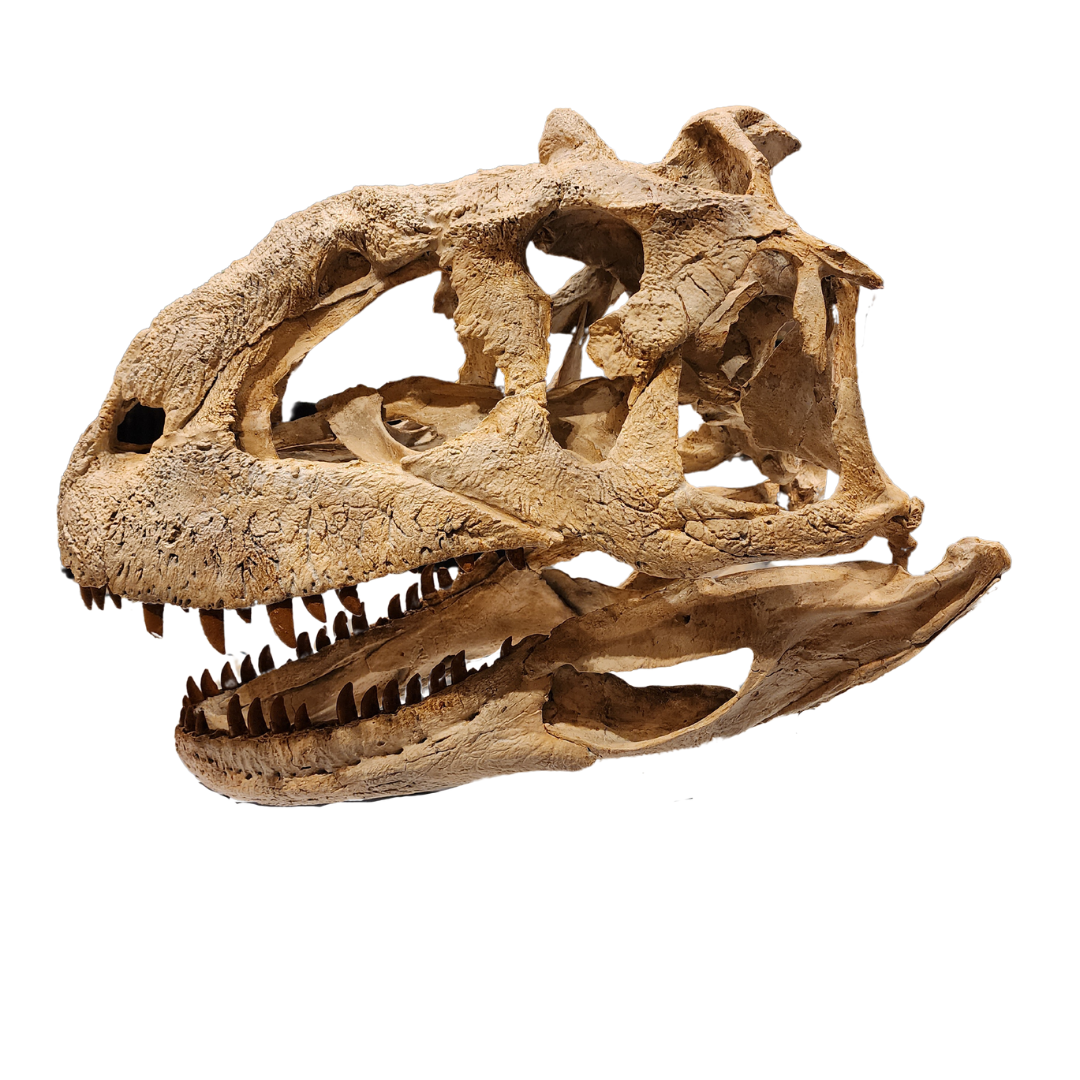 Majungasaurus Life-Size Skull Cast