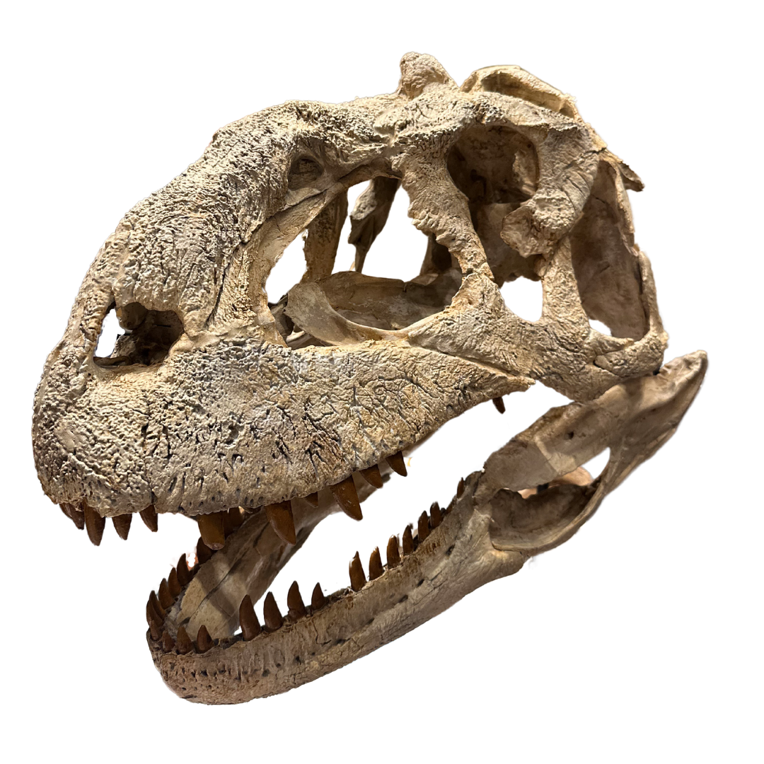 Majungasaurus Life-Size Skull Cast