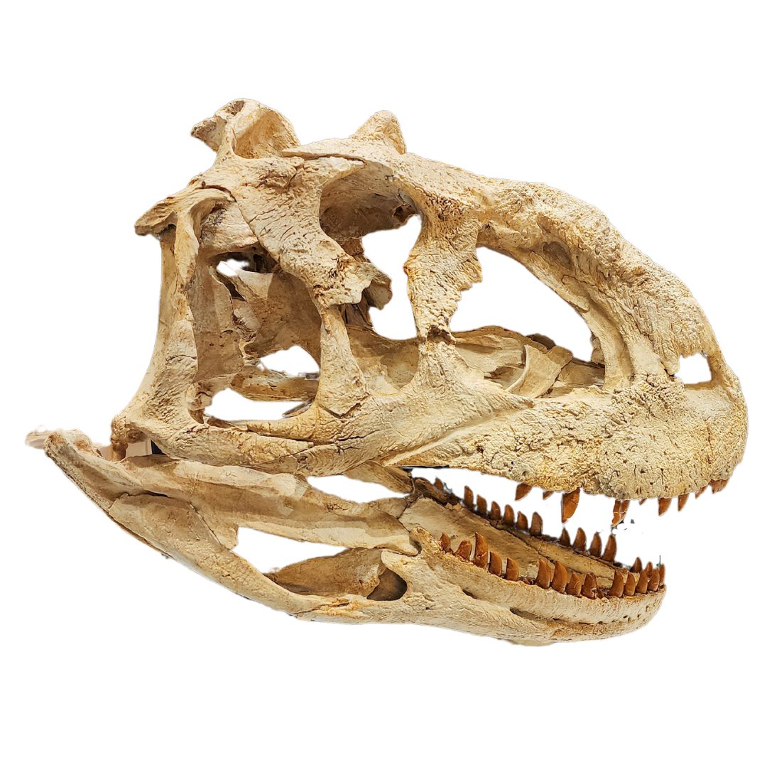 Majungasaurus Life-Size Skull Cast