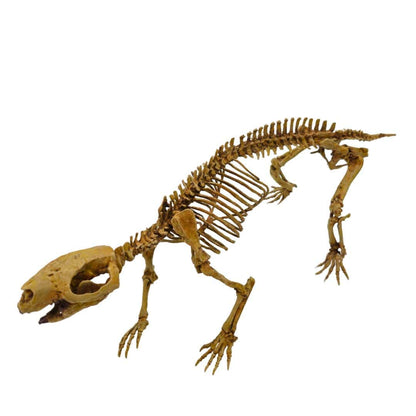 Adalatherium Skeleton Cast Left Angle