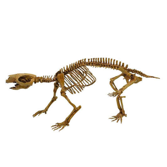 Adalatherium Skeleton Cast Left Profile