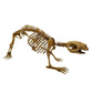 Adalatherium Skeleton Cast Right Angle