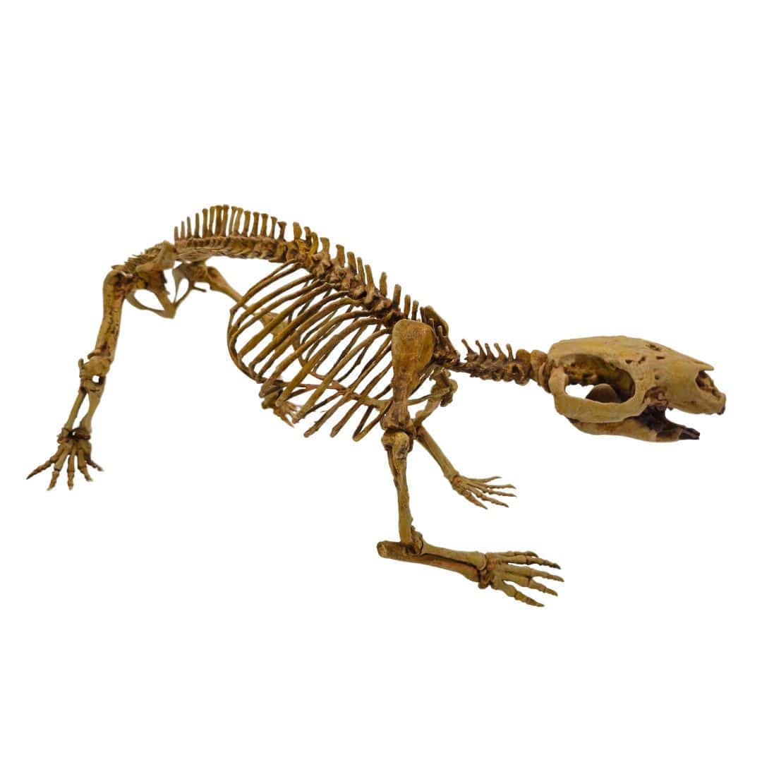 Adalatherium Skeleton Cast Right Angle