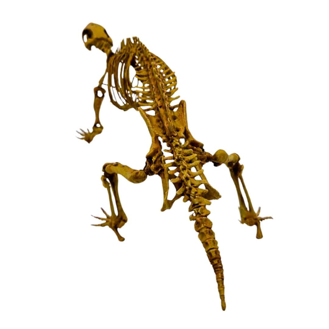 Adalatherium Skeleton Cast Back