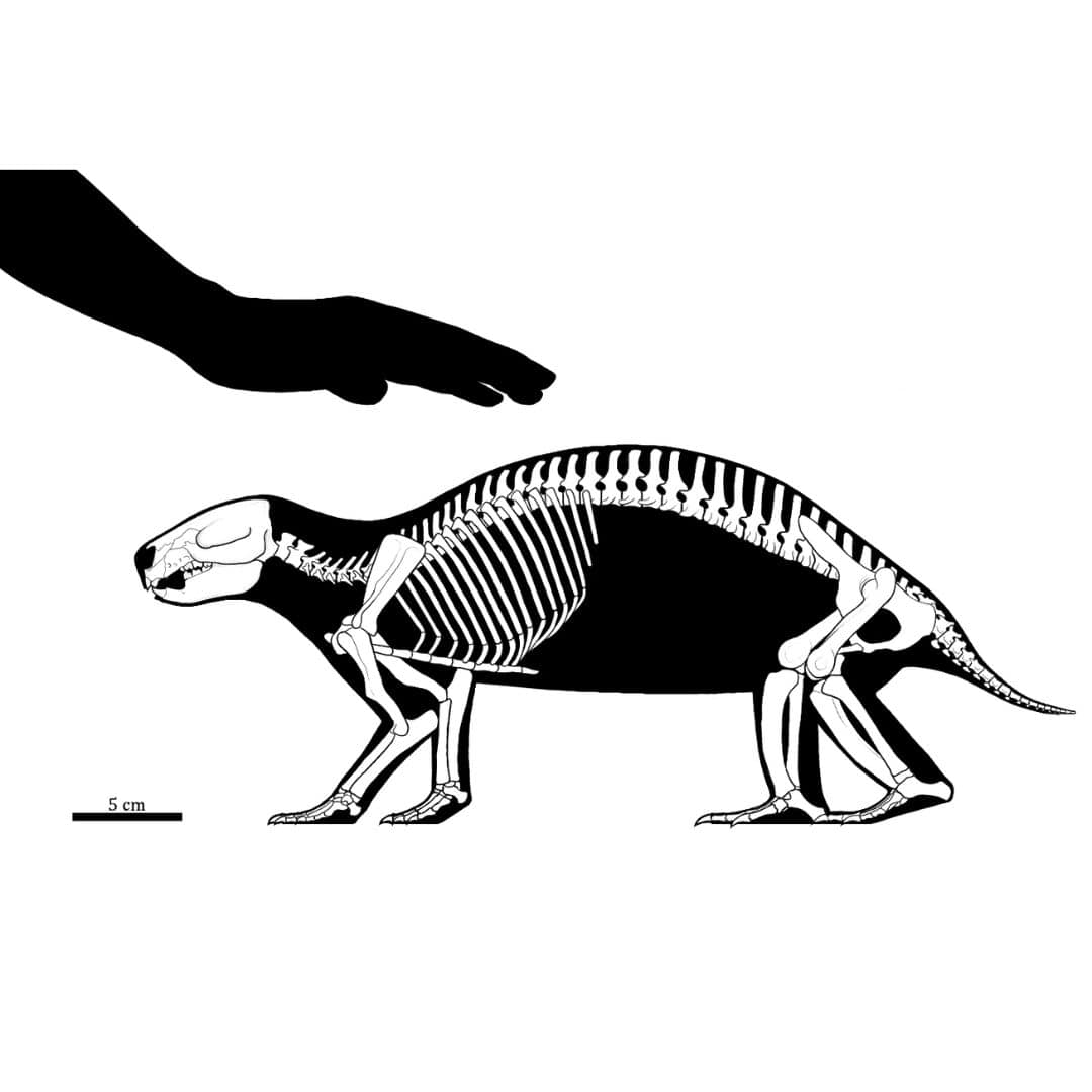 Adalatherium Skeleton Illustration