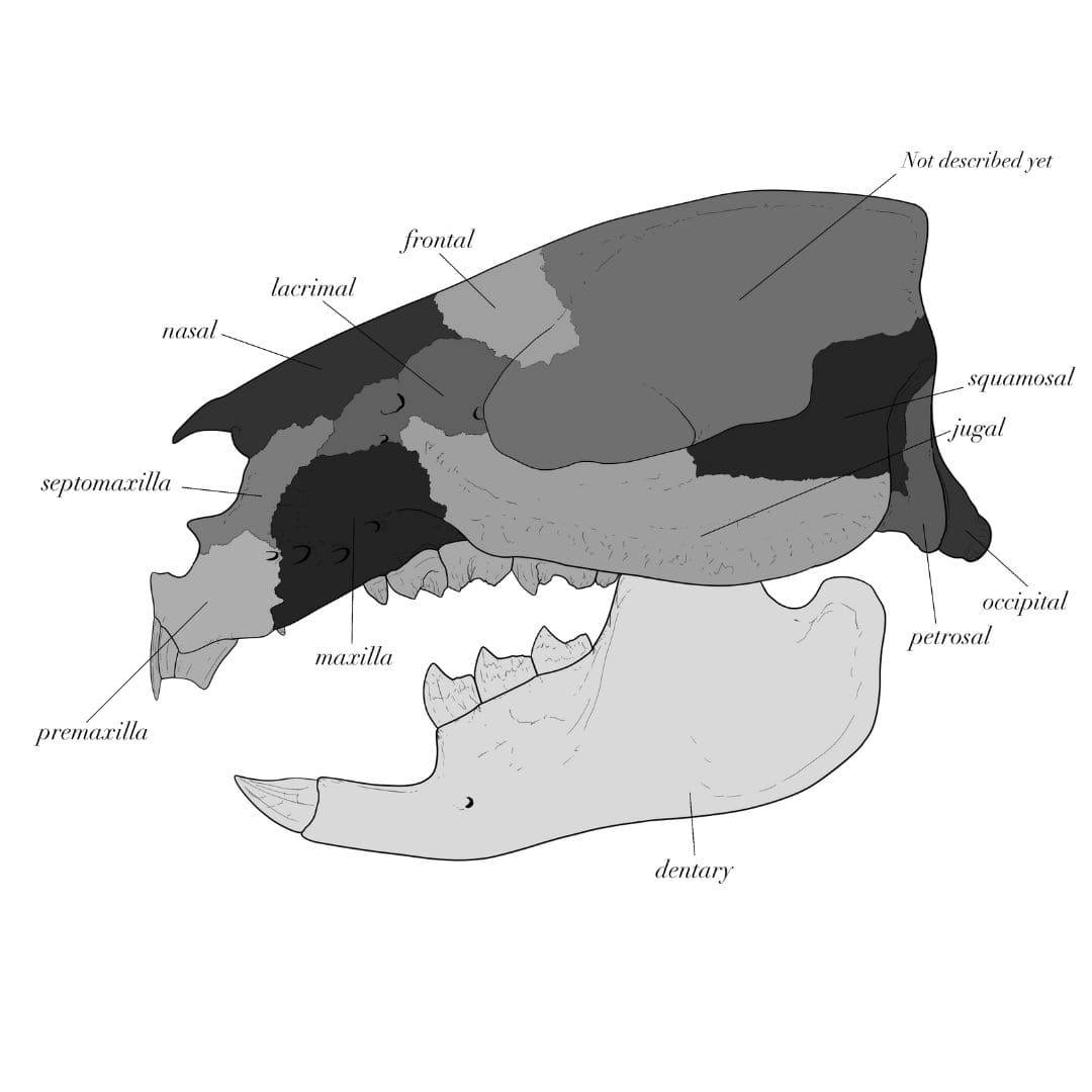 Adalatherium Skull Anatomy