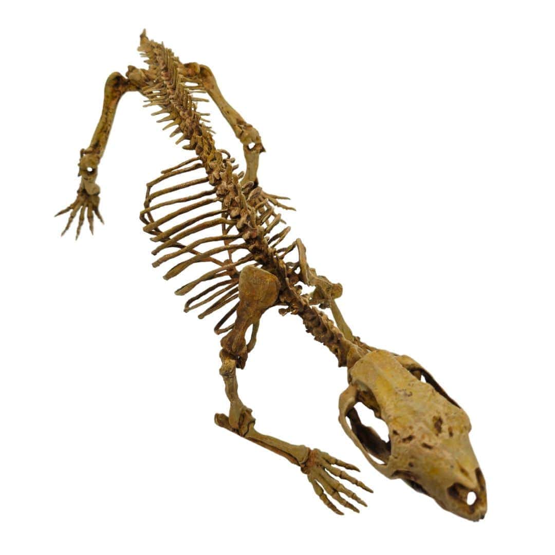 Adalatherium Skeleton Cast Top