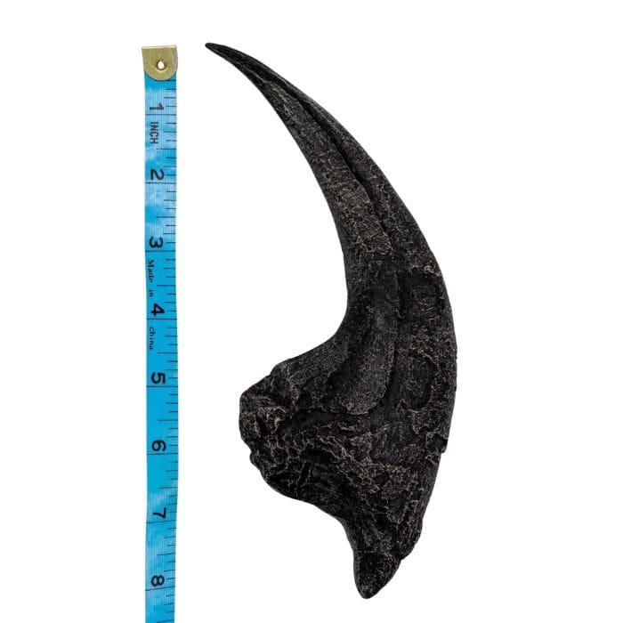 Allosaurus Hand Claw Cast