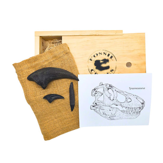 Apex Tyrannosaurs Two Wooden Crate