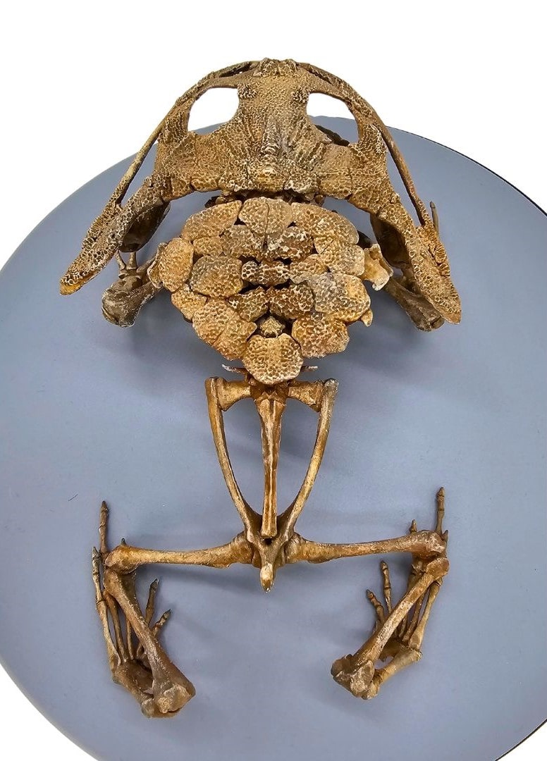 Beelzebufo Skeleton Cast Back