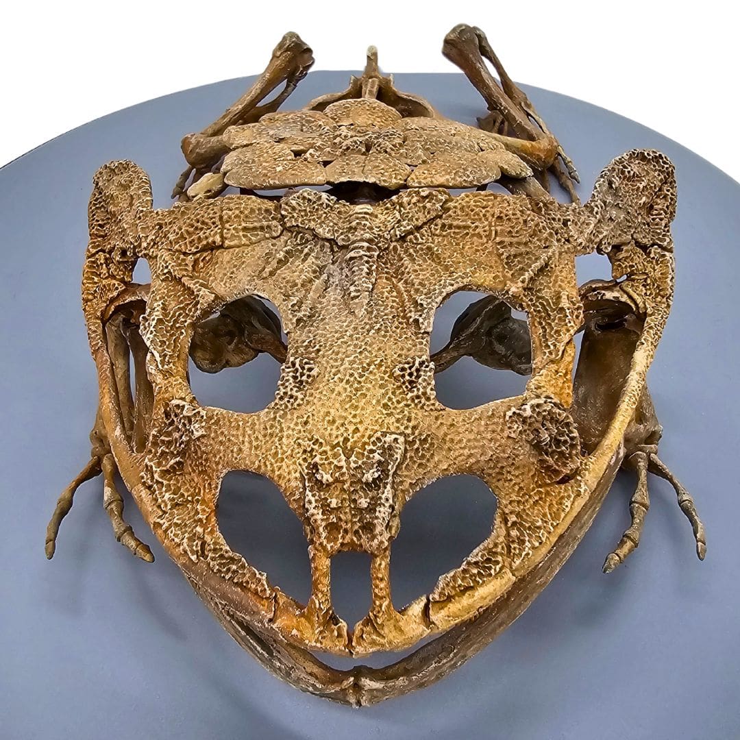 Beelzebufo Skull Cast Armored Head