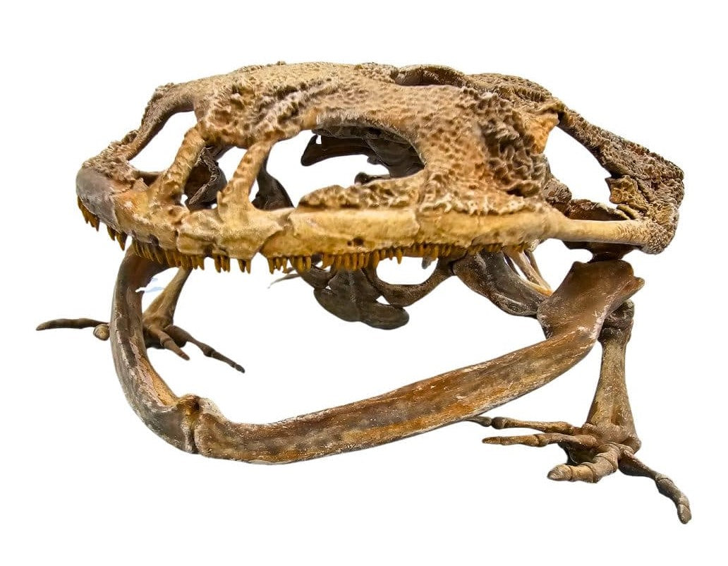 Beelzebufo Skull Cast Mouth