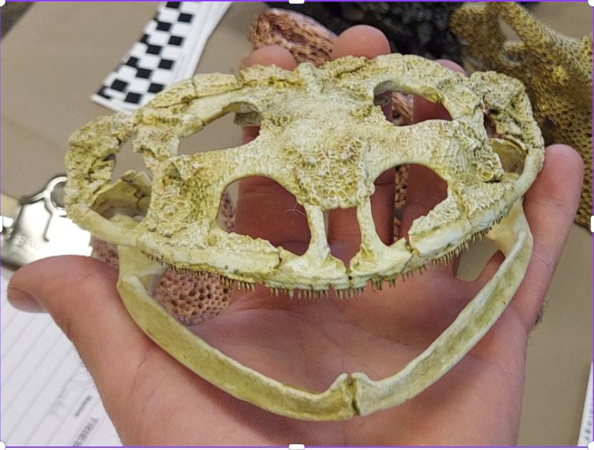 Beelzebufo Skull Cast