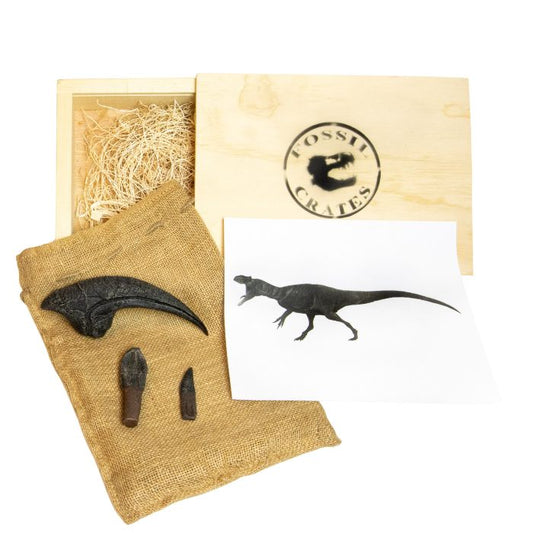 Classic Jurassic Wooden Crate: Allosaurus hand claw cast, Dilophosaurus tooth cast, Camarasaurus tooth cast