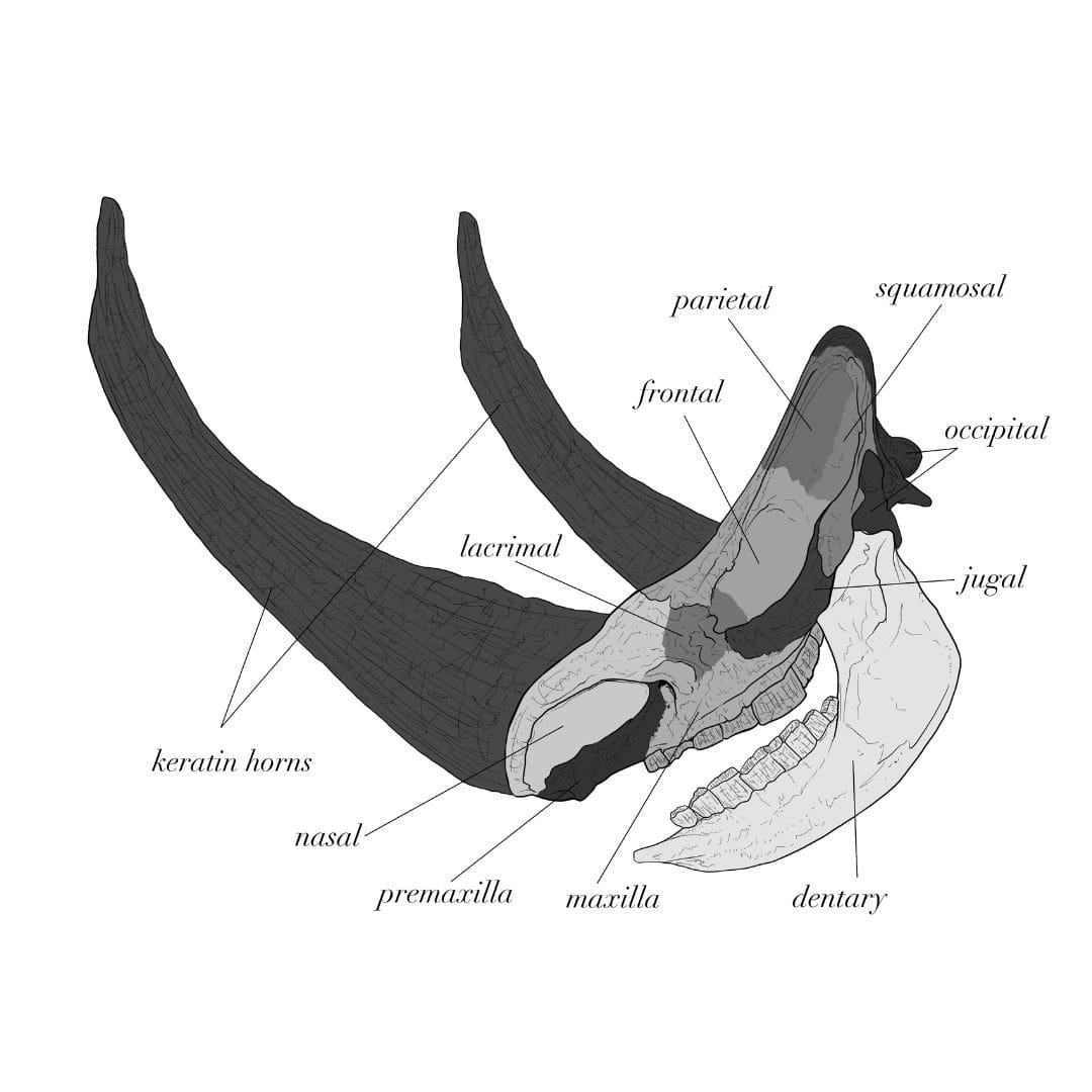 Coelodonta Woolly Rhino Skull Anatomy