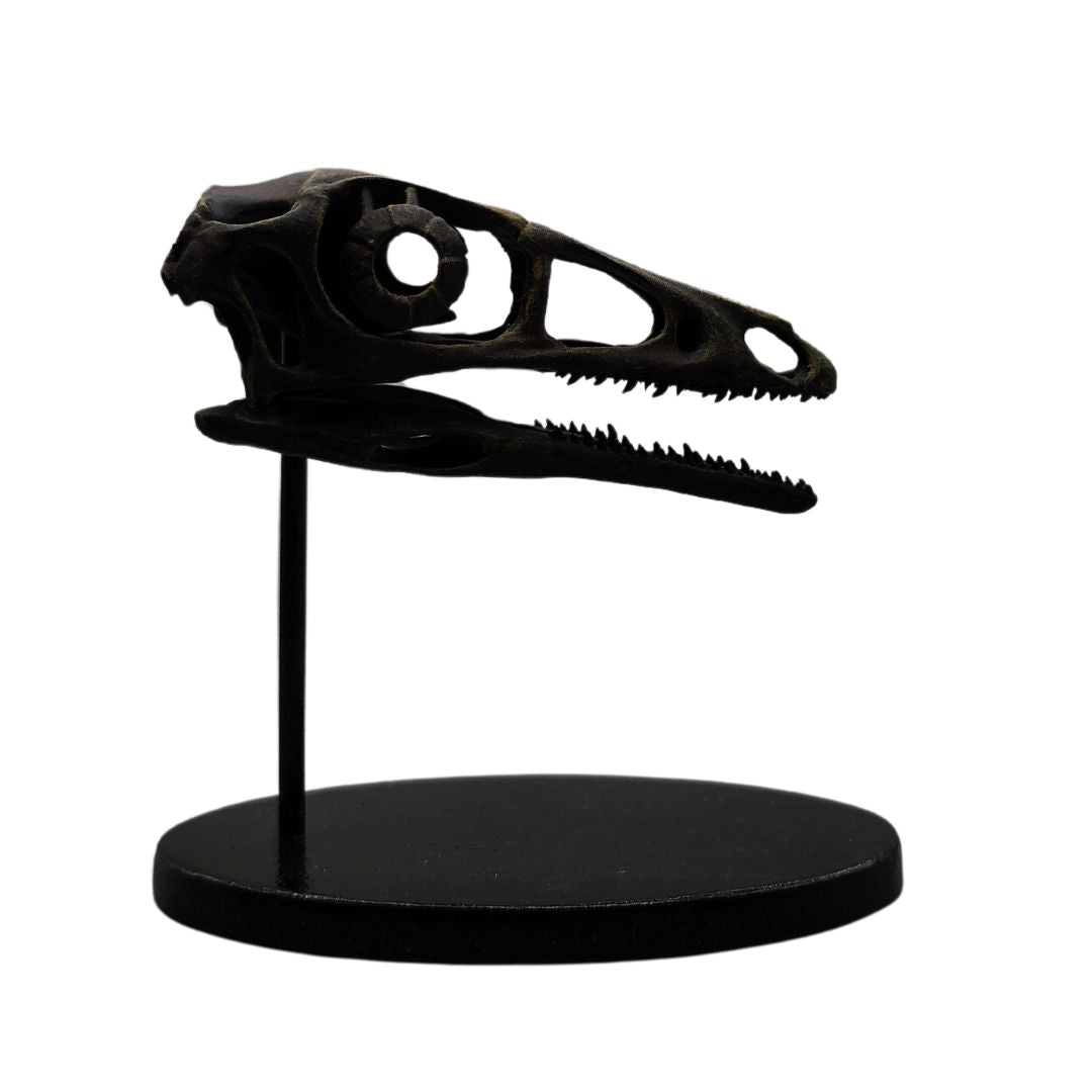 Compsognathus Skull Sculpt – Fossil Crates
