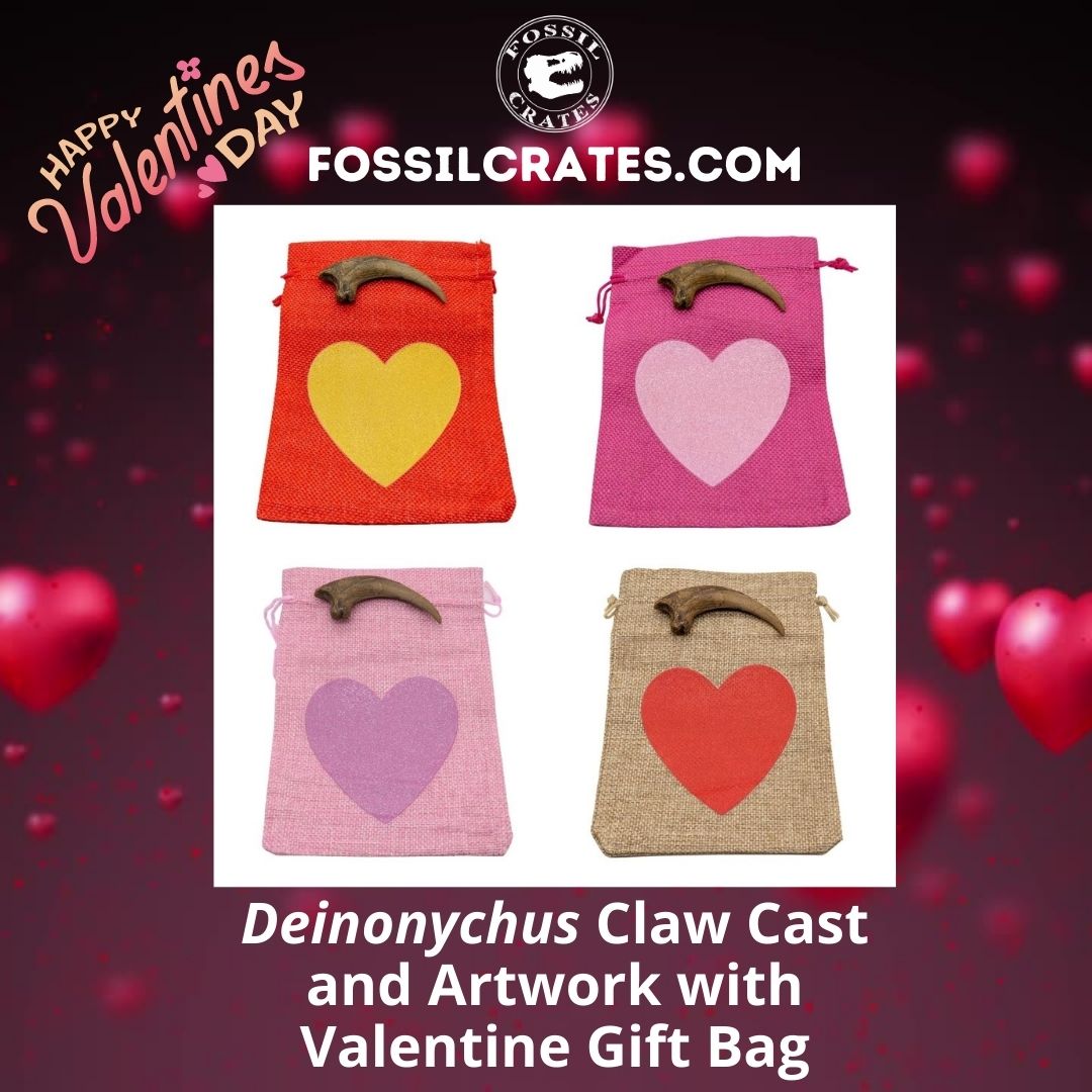 The Deinonychus claw cast now comes with fun and cute Valentine gift bags! Pick from a Red Bag/Gold Heart, Hot Pink Bag/Light Pink Heart, Light Pink Bag/Dark Pink Heart, or Tan Bag/Red Heart. 