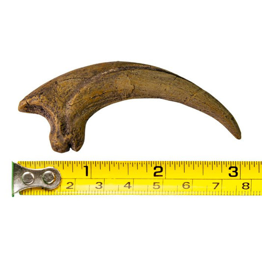 Deinonychus Claw Cast