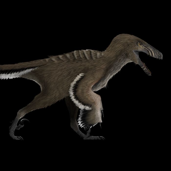 The Dinosaur Deinonychus Exclusive Paleoart that comes with the Deinonychus Killing Claw Cast