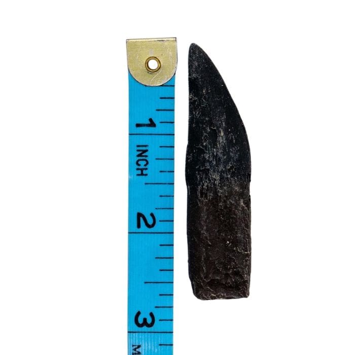 Dilophosaurus Tooth Cast